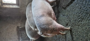 Vând porci de sacrificat 180-300 kg