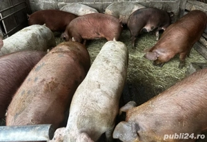 15 porci de carne  - imagine 3 15 porci de carne  - imagine 3