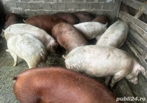 15 porci de carne  - imagine 2 15 porci de carne  - imagine 2