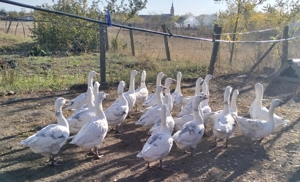 Vand Gaste albe tinere - imagine 2