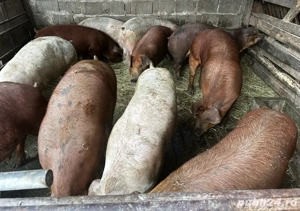 15 porci de carne  - imagine 4 15 porci de carne  - imagine 4