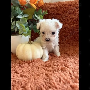 Căței câini căței Bichon Maltez - imagine 2 Căței câini căței Bichon Maltez - imagine 2