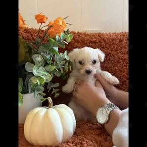 Căței câini căței Bichon Maltez - imagine 3 Căței câini căței Bichon Maltez - imagine 3