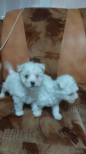 Bichon frise de vanzare - imagine 5 Bichon frise de vanzare - imagine 5