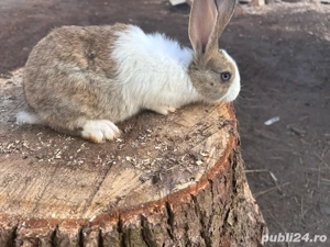 De vanzare iepuri 