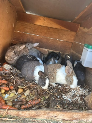 De vanzare iepuri  - imagine 2