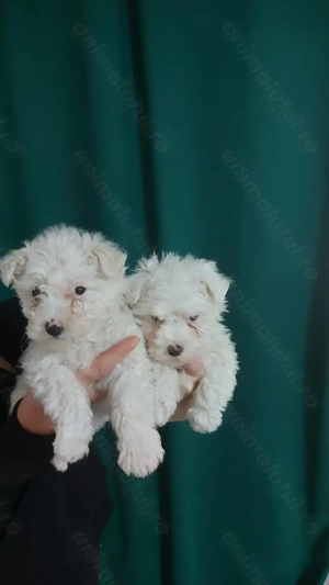 Bichon frise de vanzare - imagine 3 Bichon frise de vanzare - imagine 3