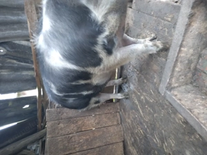 De vânzare pt Crăciun