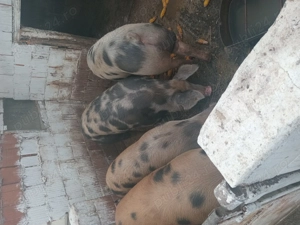 Porci de vanzare de la 80 la 2000kg la p. Petroman 15 kg.