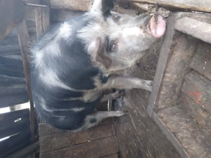 De vânzare pt Crăciun - imagine 2