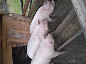 De vânzare pt Crăciun - imagine 3