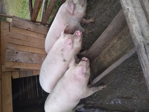 Porci de vânzare  ..