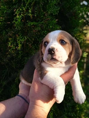 Beagle băiat și fata - imagine 2 Beagle băiat și fata - imagine 2