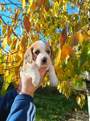 Beagle băiat și fata - imagine 3 Beagle băiat și fata - imagine 3