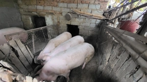 Porci de vânzare pentru Crăciun  - imagine 2