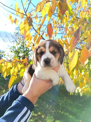 Pui beagle băieți și fete