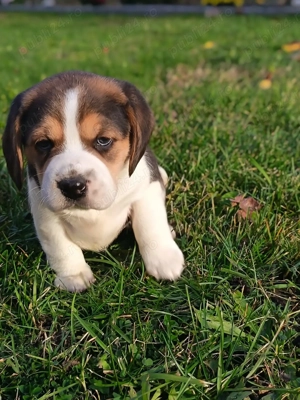 Pui beagle băieți și fete 