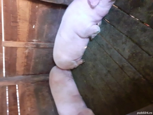 Vand porc mare - imagine 2 Vand porc mare - imagine 2