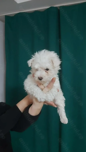 Bichon frise de vanzare - imagine 3 Bichon frise de vanzare - imagine 3