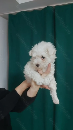 Bichon frise de vanzare - imagine 4 Bichon frise de vanzare - imagine 4