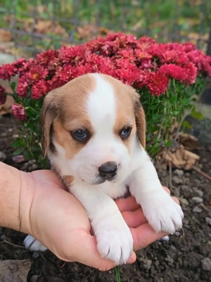 Băieței și fetițe beagle tricolor