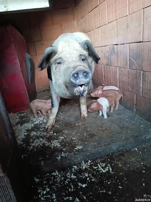 vând scroafă cu 4 purcei 