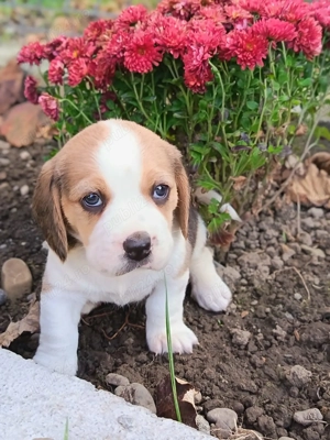 Beagle beagle disponibili