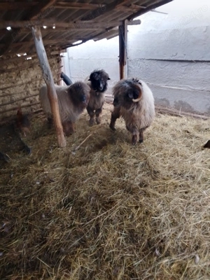 Vând patru oi bucălai  - imagine 2