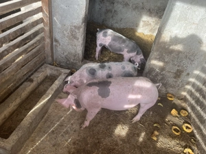 Vând porci de sămânță,2 scrofițe și un porc toți fiind cu greutate de peste 40kg  - imagine 3