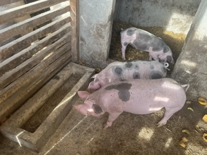 Vând porci de sămânță,2 scrofițe și un porc toți fiind cu greutate de peste 40kg  - imagine 2