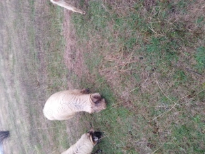 Vând patru oi bucălai  - imagine 3