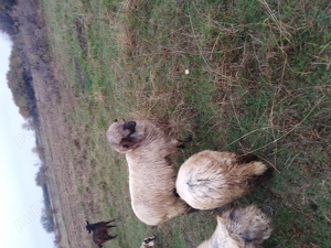 Vând patru oi bucălai  - imagine 4