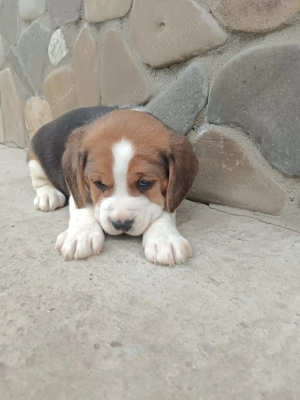 Băieței și fetițe beagle 