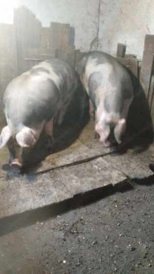 Porc de vanzare. - imagine 2 Porc de vanzare. - imagine 2