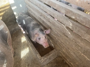 Vând porci de sămânță,2 scrofițe și un porc toți fiind cu greutate de peste 40kg  - imagine 4