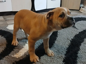 Amstaff mixt Bulldog  - imagine 2 Amstaff mixt Bulldog  - imagine 2