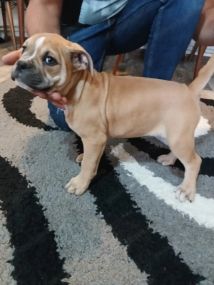 Amstaff mixt Bulldog  - imagine 5 Amstaff mixt Bulldog  - imagine 5