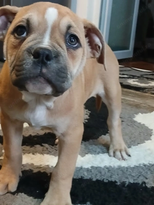 Amstaff mixt Bulldog  - imagine 3 Amstaff mixt Bulldog  - imagine 3