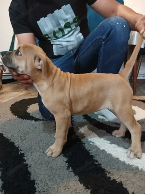 Amstaff mixt Bulldog  - imagine 4 Amstaff mixt Bulldog  - imagine 4