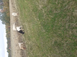 Vand taplsori in Uda arges - imagine 2