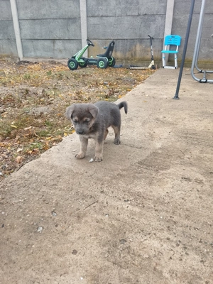 Căței Ciobanesc german își caută căsuța noua  - imagine 2