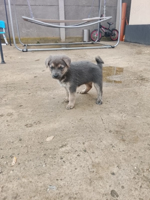 Căței Ciobanesc german își caută căsuța noua 