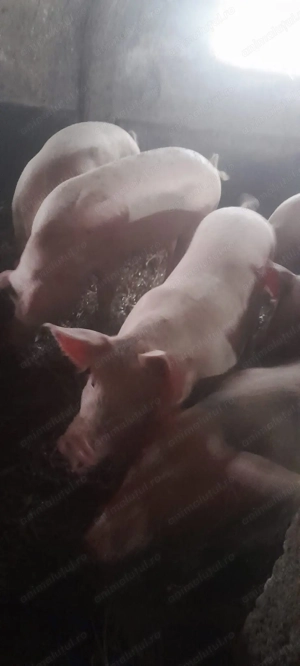 Porci bio de vânzare  - imagine 5 Porci bio de vânzare  - imagine 5