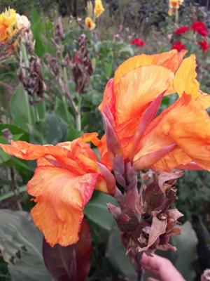 Bulbi cana culoare galben satirat, portocaliu si bulbi gherghina culoare mov.