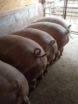 Porci de carne  - imagine 2 Porci de carne  - imagine 2