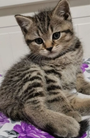 Norvegian de pădure  - imagine 2