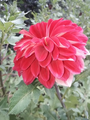 Bulbi cana culoare galben satirat, portocaliu si bulbi gherghina culoare mov. - imagine 2