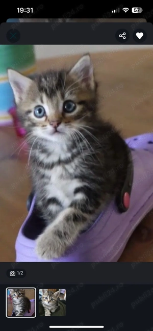 Norvegian de pădure 