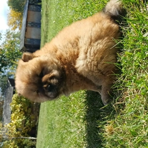 Disponibili pui chow-chow  - imagine 2
