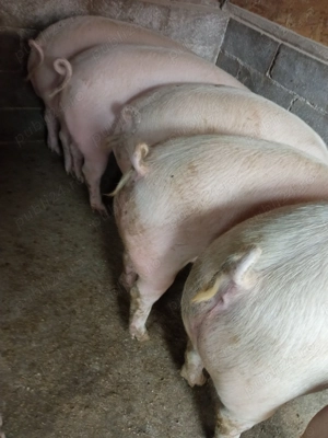 Porci de carne  - imagine 3 Porci de carne  - imagine 3